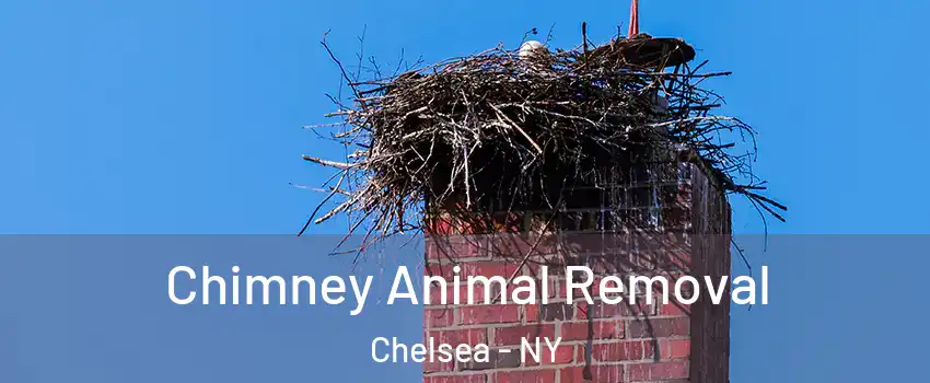 Chimney Animal Removal Chelsea - NY