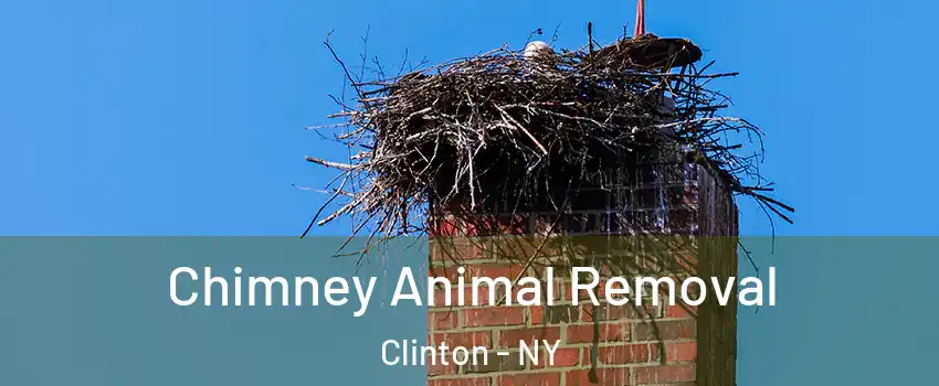 Chimney Animal Removal Clinton - NY