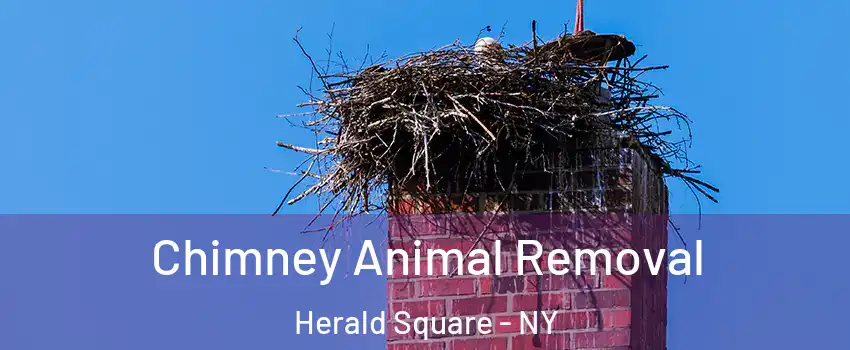 Chimney Animal Removal Herald Square - NY