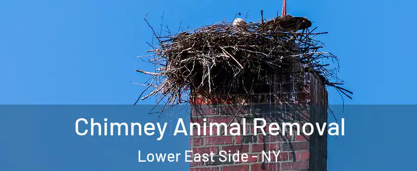 Chimney Animal Removal Lower East Side - NY