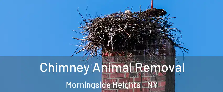 Chimney Animal Removal Morningside Heights - NY