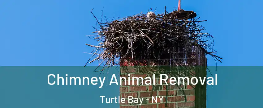 Chimney Animal Removal Turtle Bay - NY