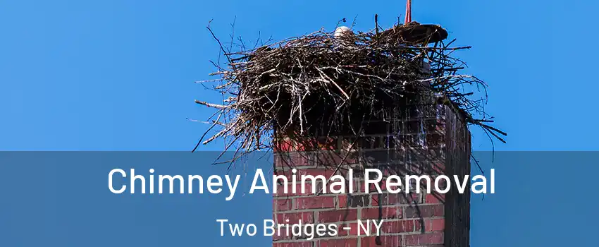 Chimney Animal Removal Two Bridges - NY
