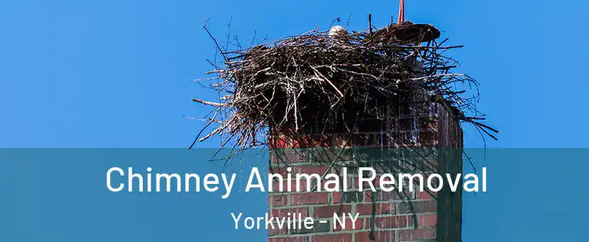 Chimney Animal Removal Yorkville - NY